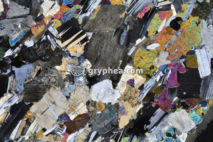 Gabbro LPA x3,5 - gryphea.com